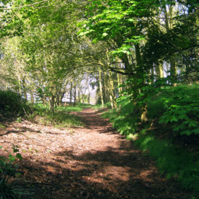 Woodland Path, England, from Scrooby to Babworth